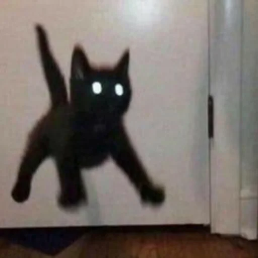 Стикер из набора котики яна для Телеграм: Статические 😼