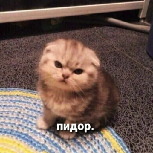 Стикер из набора котики яна для Телеграм: Статические 😼