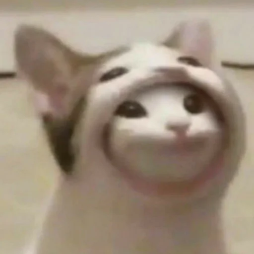 Стикер из набора котики яна для Телеграм: Статические 😼