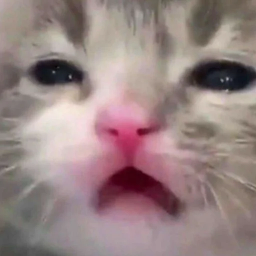 Стикер из набора котики яна для Телеграм: Статические 😼