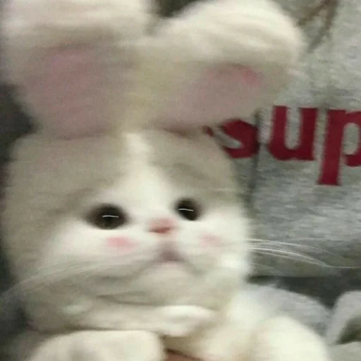 Стикер из набора котики яна для Телеграм: Статические 😼