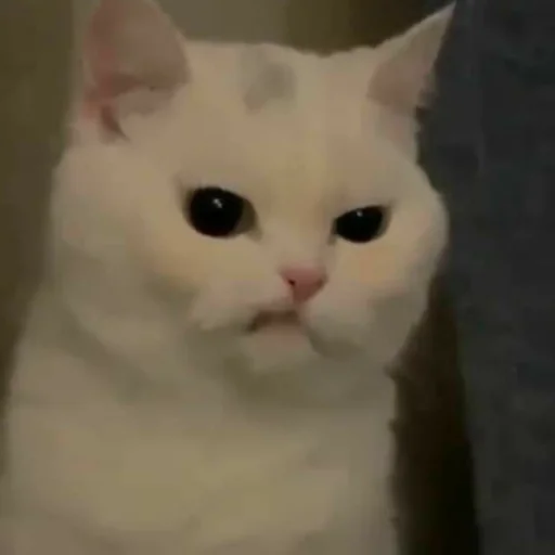 Стикер из набора котики яна для Телеграм: Статические 😼