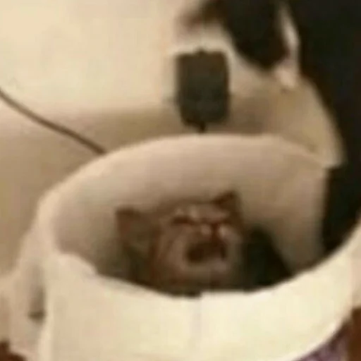Стикер из набора котики яна для Телеграм: Статические 😼