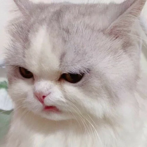 Стикер из набора котики яна для Телеграм: Статические 😼