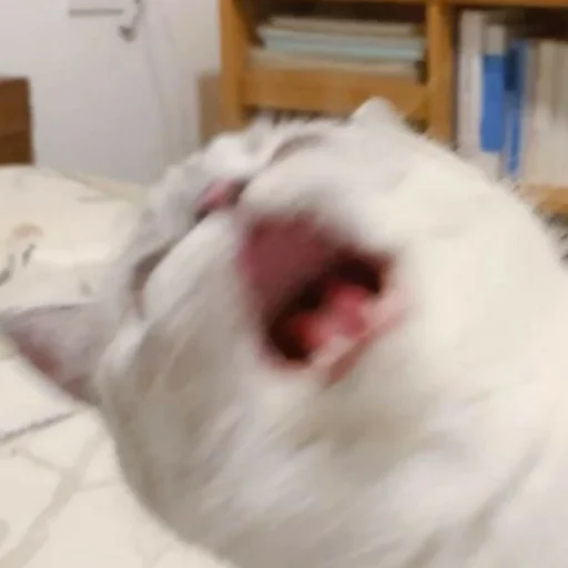 Стикер из набора котики яна для Телеграм: Статические 😼