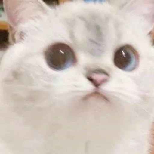 Стикер из набора котики яна для Телеграм: Статические 😼