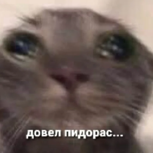 Стикер из набора котики яна для Телеграм: Статические 😼