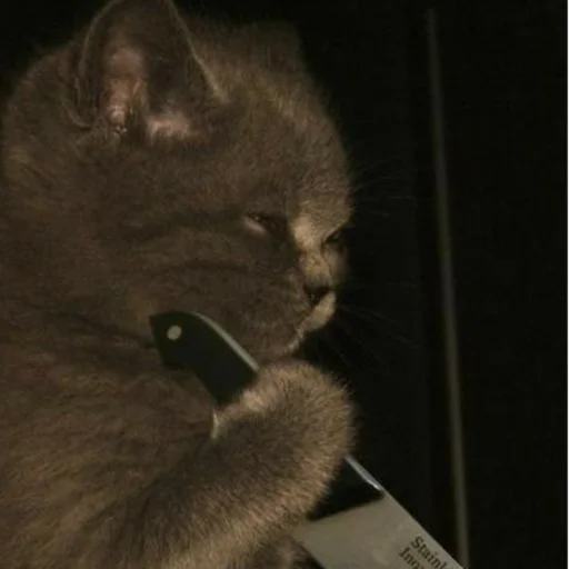 Стикер из набора котики яна для Телеграм: Статические 😼