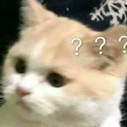 Стикер из набора котики яна для Телеграм: Статические 😼
