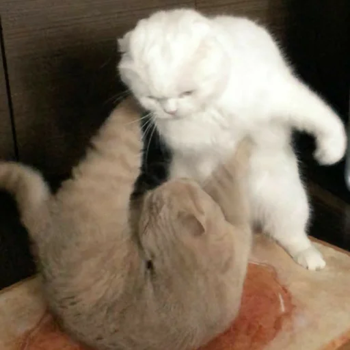 Стикер из набора котики яна для Телеграм: Статические 😼