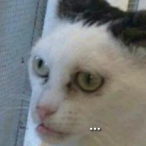 Стикер из набора котики яна для Телеграм: Статические 😼