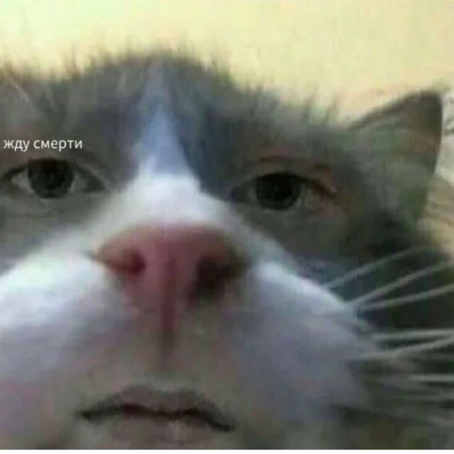 Стикер из набора котики яна для Телеграм: Статические 😼