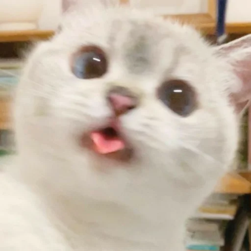 Стикер из набора котики яна для Телеграм: Статические 😼