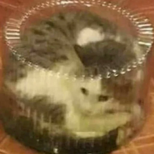 Стикер из набора котики яна для Телеграм: Статические 😼