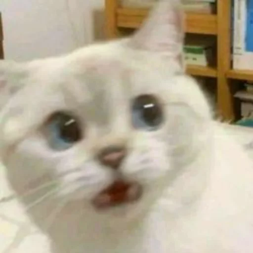 Стикер из набора котики яна для Телеграм: Статические 😼