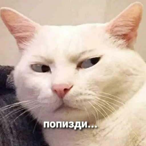 Стикер из набора котики яна для Телеграм: Статические 😼