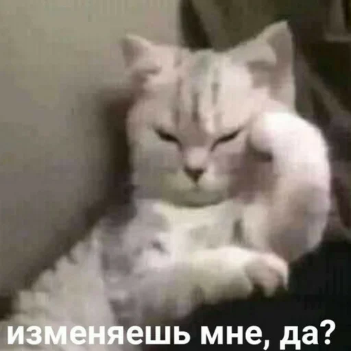 Стикер из набора котики яна для Телеграм: Статические 😼