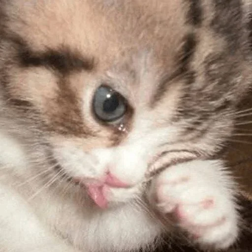 Стикерпак kucing komplek для Телеграм: Статические