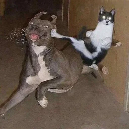 Стикер из набора kucing komplek для Телеграм: Статические 😄