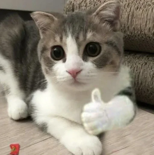 Стикер из набора kucing komplek для Телеграм: Статические 👍
