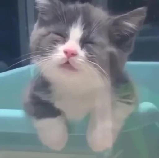 Стикер из набора kucing komplek для Телеграм: Статические ☺️