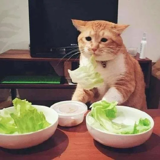 Стикер из набора kucing komplek для Телеграм: Статические 😢