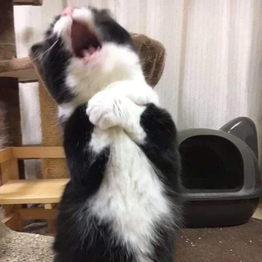 Стикер из набора kucing komplek для Телеграм: Статические 😅