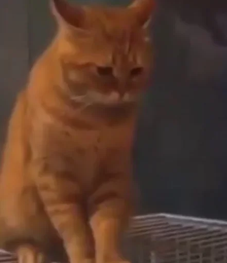 Стикер из набора kucing komplek для Телеграм: Статические 😔