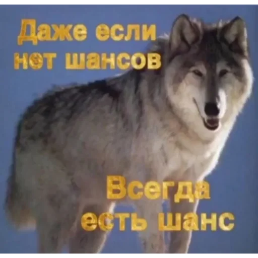 Стикер из набора венок для Телеграм: Статические 🐺