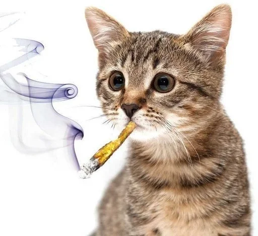 Стикер из набора ты лох :: @fStikBot для Телеграм: Статические 🚬