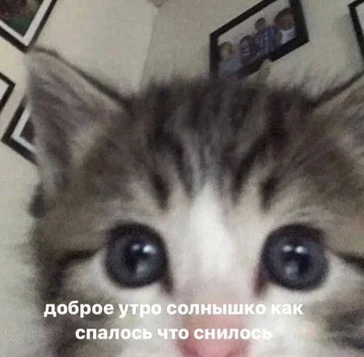 Стикер из набора ты лох :: @fStikBot для Телеграм: Статические ❤️