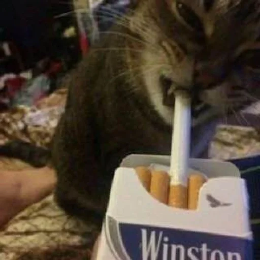 Стикер из набора ты лох :: @fStikBot для Телеграм: Статические 😼
