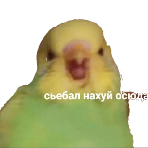 Стикер из набора MEM для Телеграм: Статические 🐦