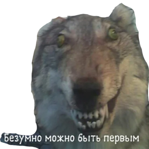 Стикер из набора MEM для Телеграм: Статические 🐺