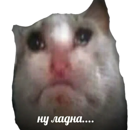 Стикер из набора MEM для Телеграм: Статические ☹