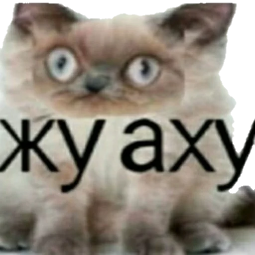 Стикер из набора MEM для Телеграм: Статические 🙂