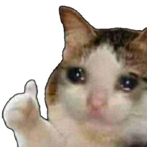 Стикер из набора MEM для Телеграм: Статические 🐱