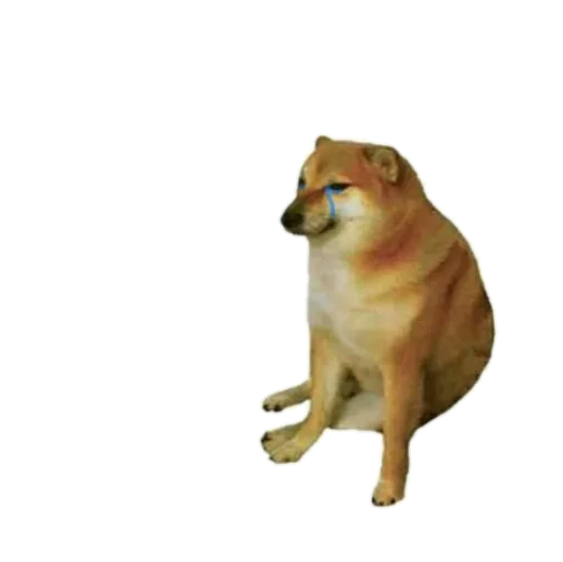Стикер из набора MEM для Телеграм: Статические 🐕‍🦺