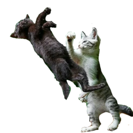 Стикер из набора MEM для Телеграм: Статические 🙀