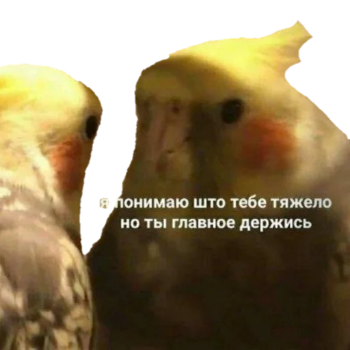 Стикер из набора MEM для Телеграм: Статические ✊