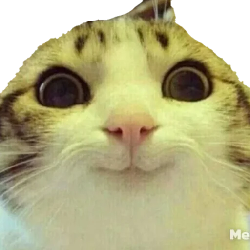 Стикер из набора MEM для Телеграм: Статические ☺️