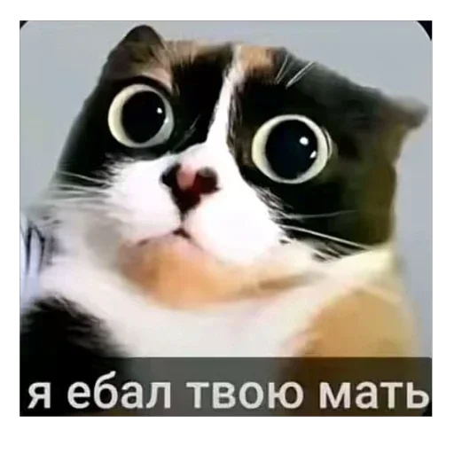 Стикер из набора Oasthh для Телеграм: Анимированные, Видео, Статические 🫥