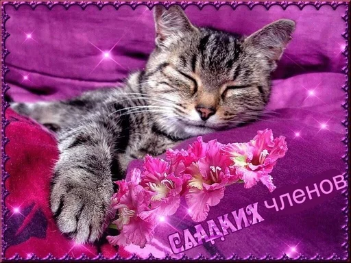 Стикер из набора puka puka 2 𖤐 :: @fStikBot для Телеграм: Статические 😴