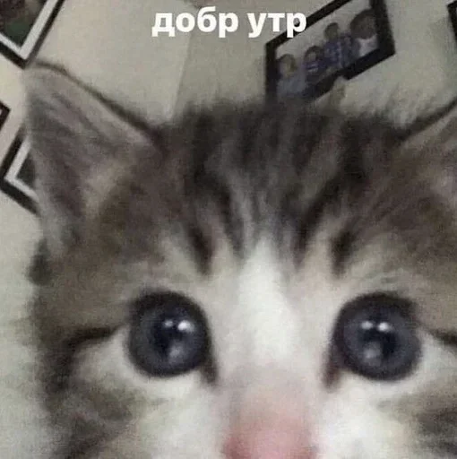 Стикер из набора @AACultist для Телеграм: Анимированные, Видео, Статические 👍