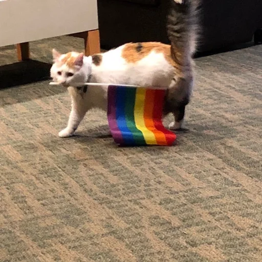 Стикер из набора @somebadmemes 3 (by @WeirdSeason) для Телеграм: Статические 🐱