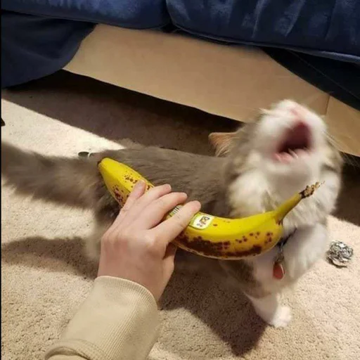 Стикер из набора @somebadmemes 3 (by @WeirdSeason) для Телеграм: Статические 🐱