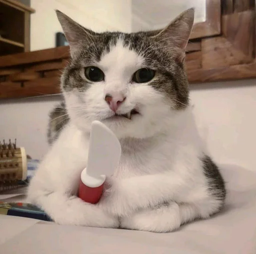 Стикер из набора @somebadmemes 3 (by @WeirdSeason) для Телеграм: Статические 🐱