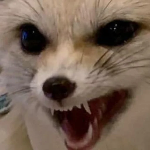 Стикер из набора @somebadmemes 3 (by @WeirdSeason) для Телеграм: Статические 🦊