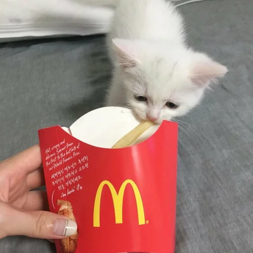 Стикер из набора @somebadmemes 3 (by @WeirdSeason) для Телеграм: Статические 🐱