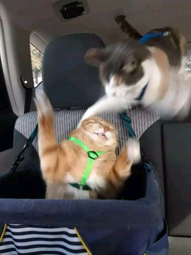 Стикер из набора @somebadmemes 3 (by @WeirdSeason) для Телеграм: Статические 🐱